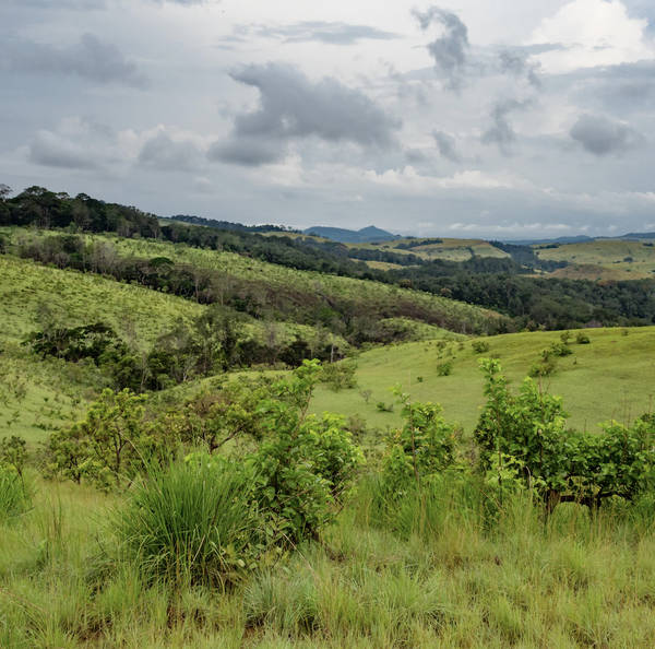 Afternoon rain, wild savanna rainforest on the border between Republic of the Congo and Gabon, 2018 – by George Vlad