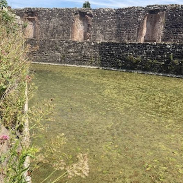 Pondweed bubbles, Raglan Castle moat, Wales, UK in the afternoon on 16th July 2022 – by Paul Ridout