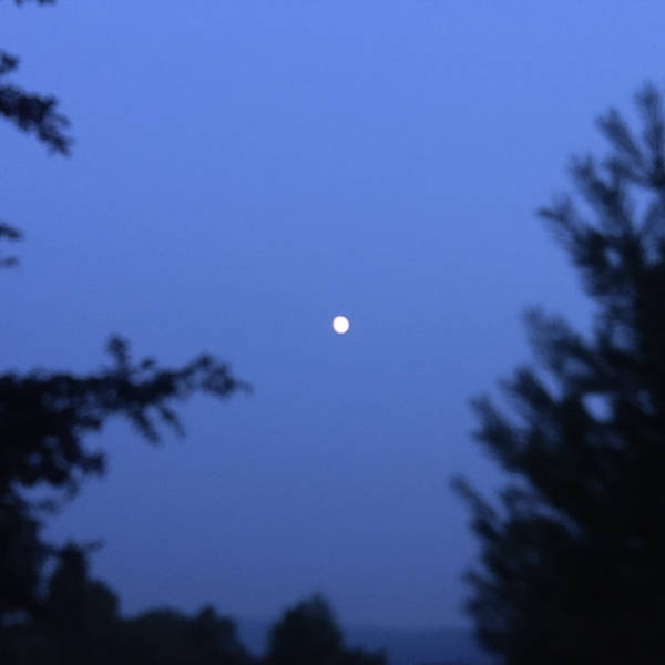 Katydids in the moonlight, Bearsville, New York, USA on 20th August 2022 – by Joe Dobkin