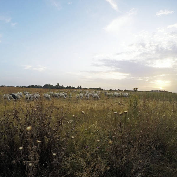 Bells on sheep, east of Rome around 7pm on 26th June – by Cosmin Sandu