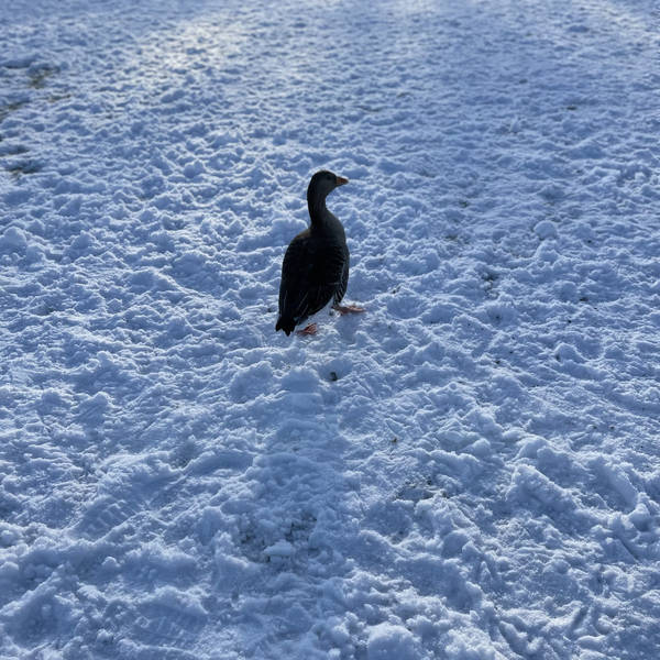 Geese on snow, Springfield Park, London, UK on 16th December 2022 – by Eleanor McDowall