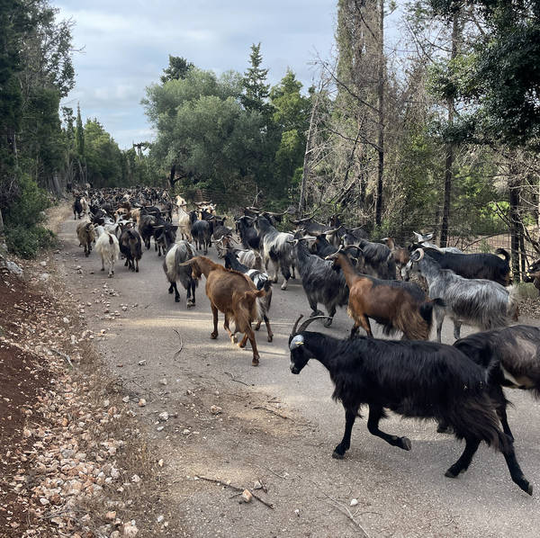 Mountain goats, Kefalonia, Greece, in June 2023 – by Tash Walker