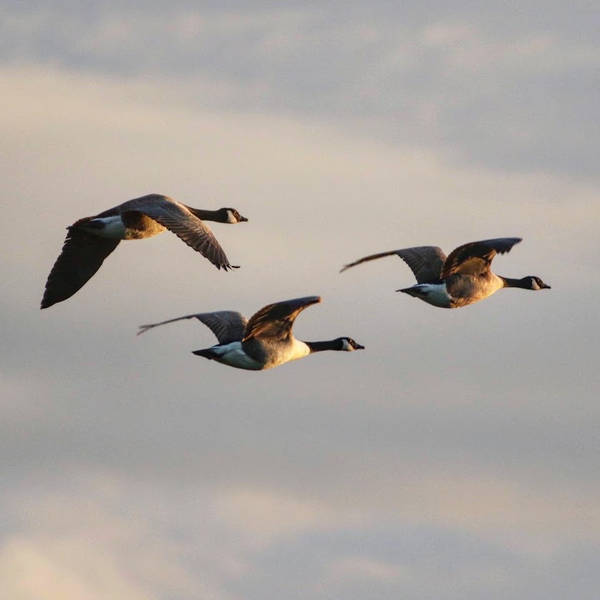 Gaggles of geese, River Thame, England, UK on 23rd September 2023 – by Paul Ridout