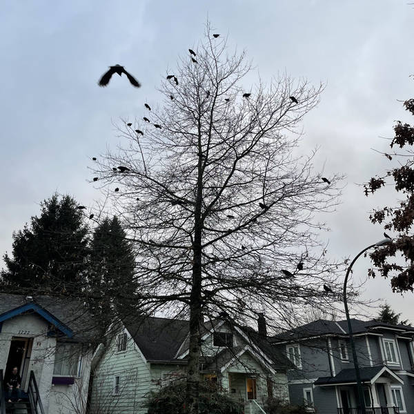 Crows, Vancouver, Canada on 27th January 2023 at 4pm – by Martin Zaltz Austwick
