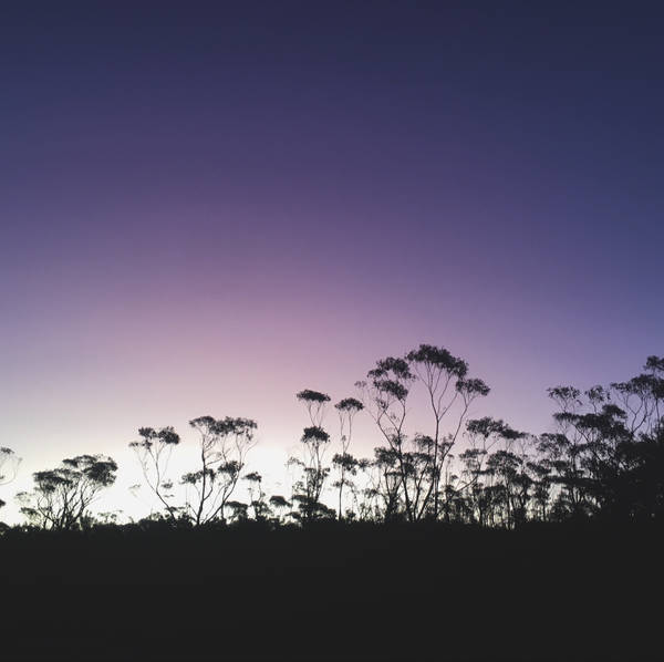 Frog song, Mount Wilson, New South Wales, Australia in July 2022 – by Alexander Moffatt