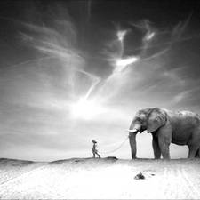 Walking With Elephants artwork