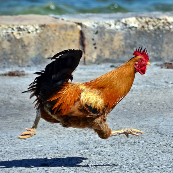 Why Did The Chicken Cross The Road? | #38