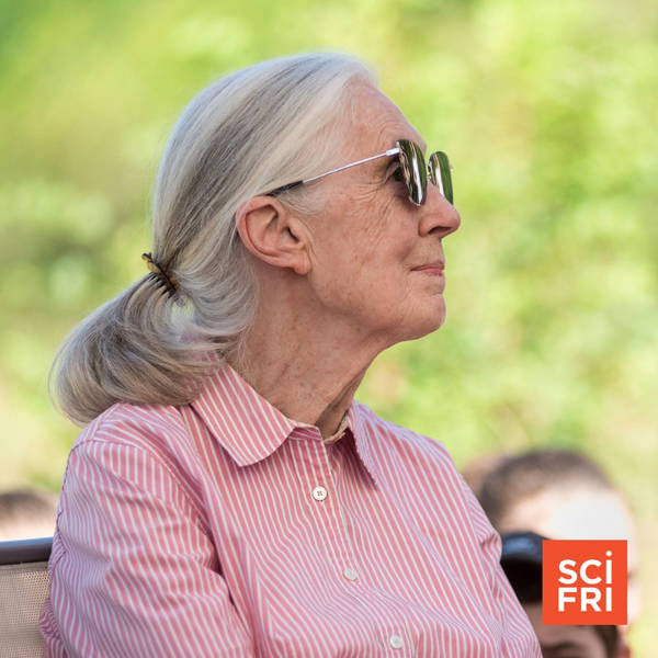Jane Goodall On Life Among Chimpanzees