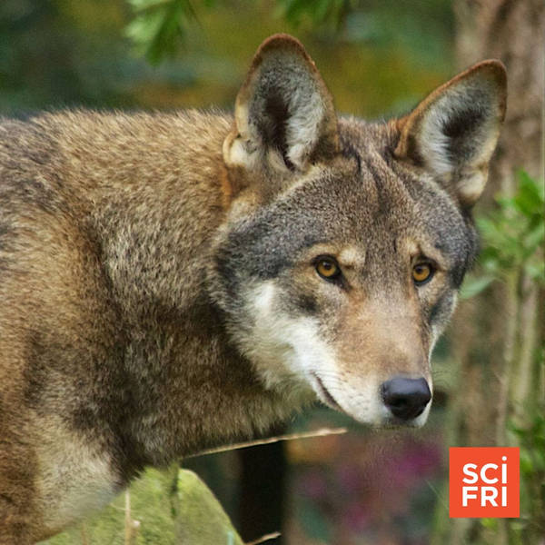 (Part 2) Endangered Species Act At 50: Orchids And Red Wolves