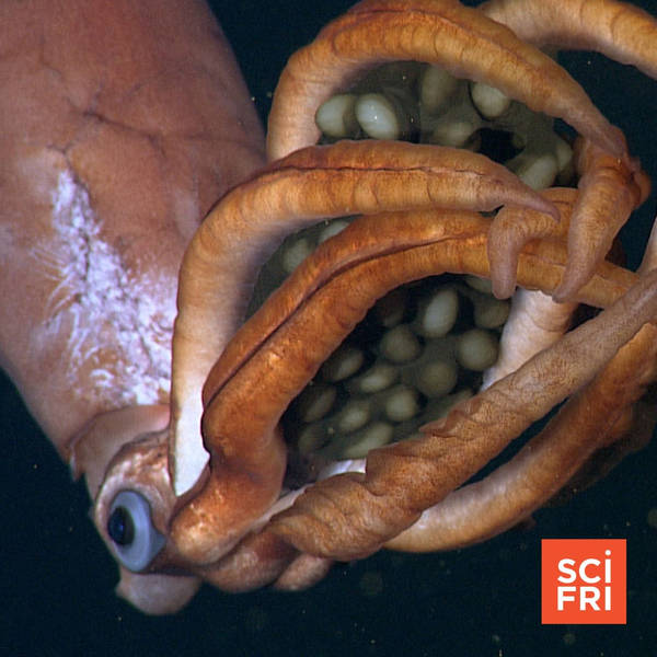 The Octopus Overlooked By Science | Squid With ‘Giant’ Eggs Could Be New Species