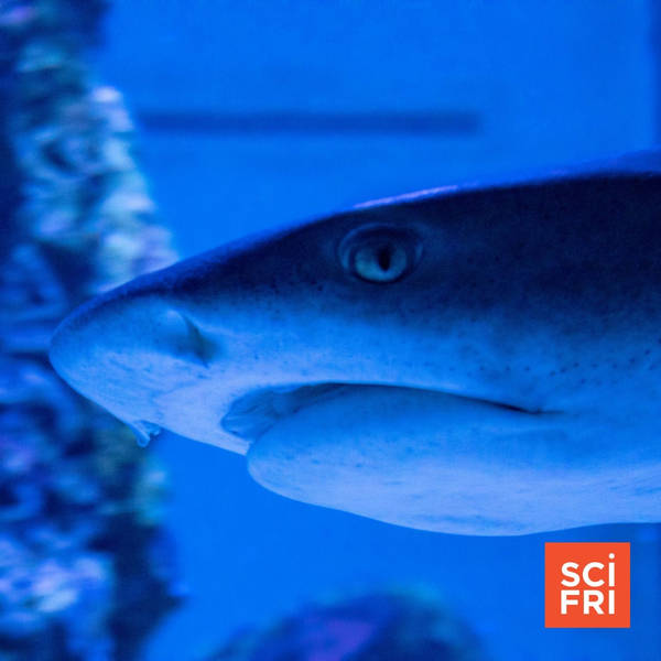 Blood In The Water: Shark Smell Put To The Test
