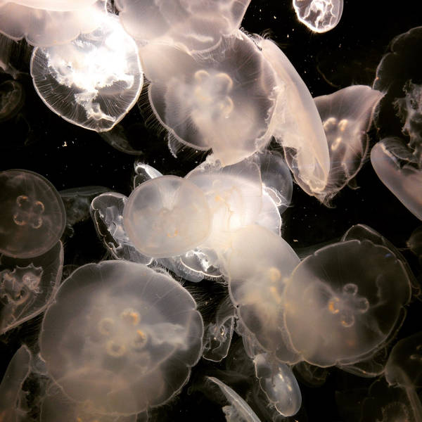 How and why do jellyfish sting?