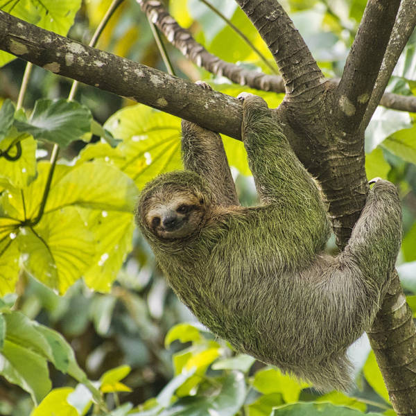 Totally Slothsome: All about sloths