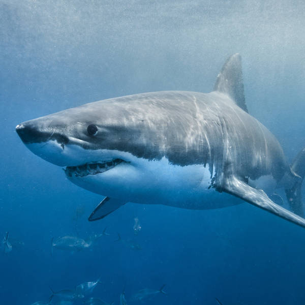 Shark teeth: The sharp bits of a squishy animal