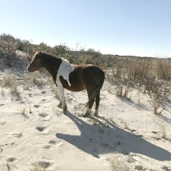 Tracking wild horses at Assategue Island National Seashore
