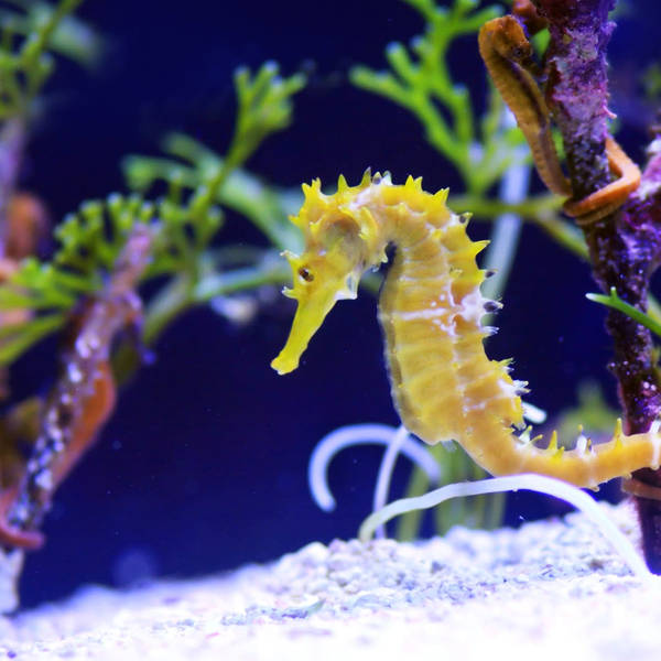 Seahorses! Curly-tailed wonders of the sea