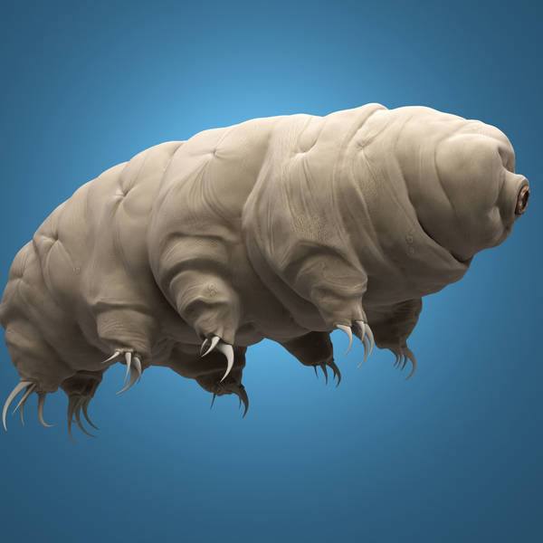 What makes tiny tardigrades tick?