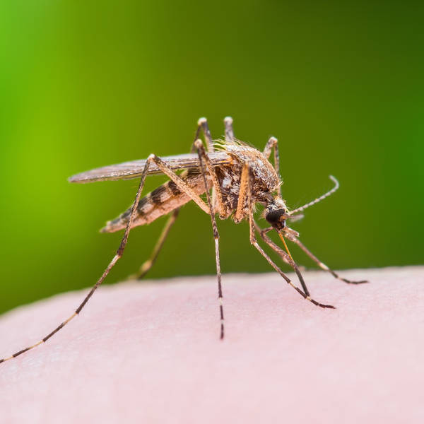 Why do mosquitoes bite? Scratching that itch