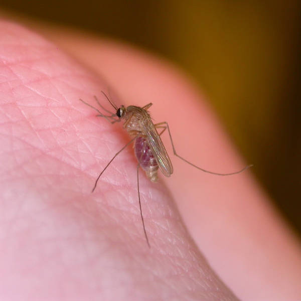 Mosquitoes: What are they good for?
