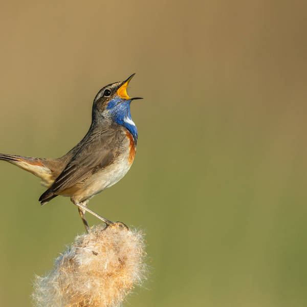 How do birds communicate?
