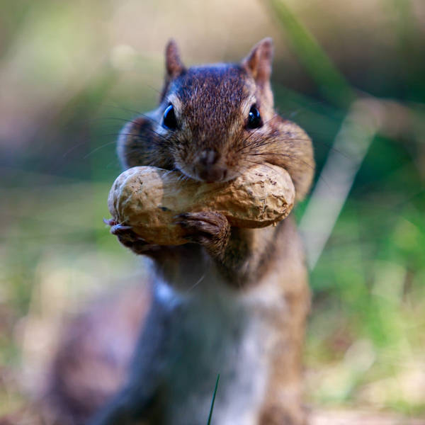 Squirrelsperience: Trying out squirrel skills