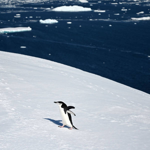 Are there insects in Antarctica?