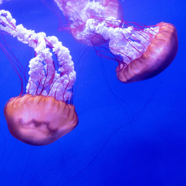 What’s inside a jellyfish?