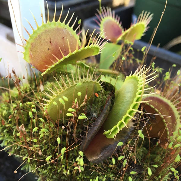 Carnivores: Plants and animals that bite back