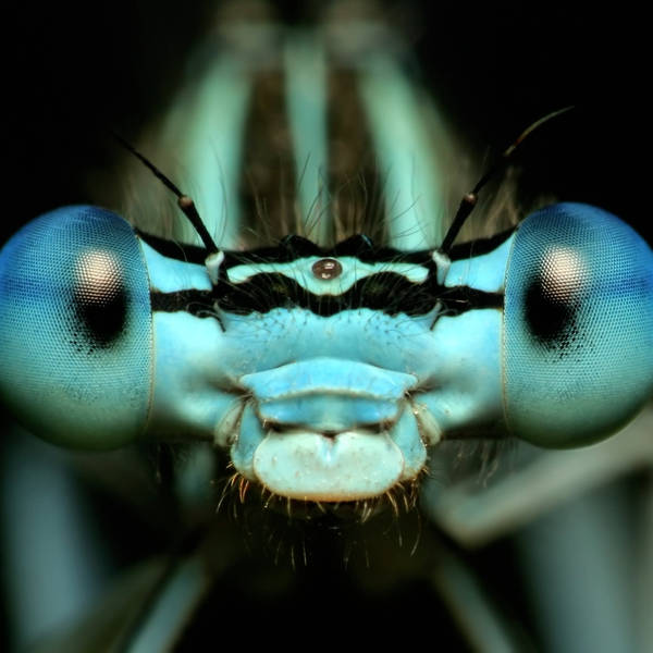 Do insects see the world in slow motion? Looking through animal eyes