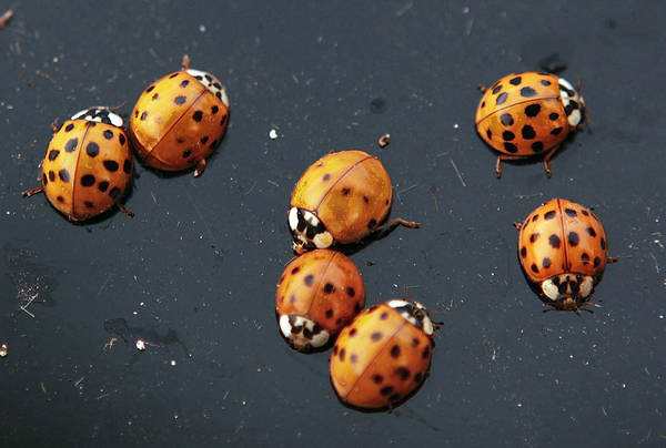 Cloudy with a Chance of Ladybirds