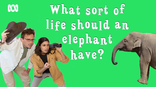 What sort of life should an elephant have?