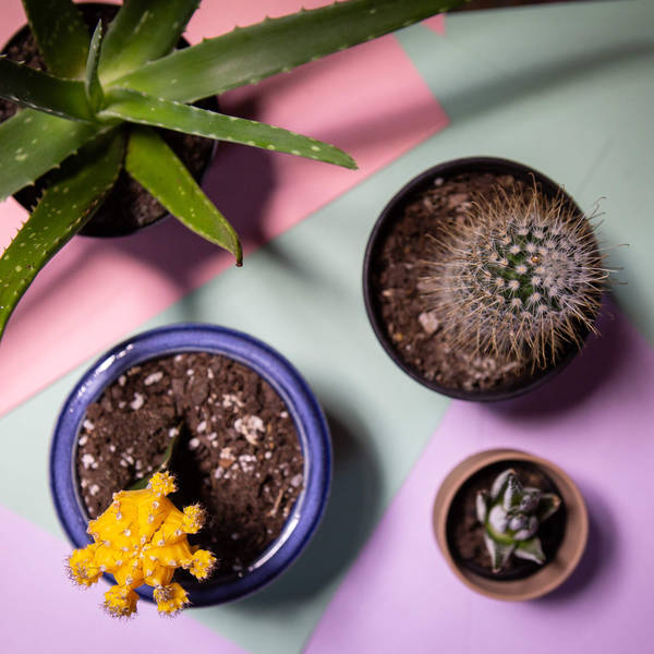 Why Does My Plant Look Sad? 6 Tips For Raising Happy Houseplants