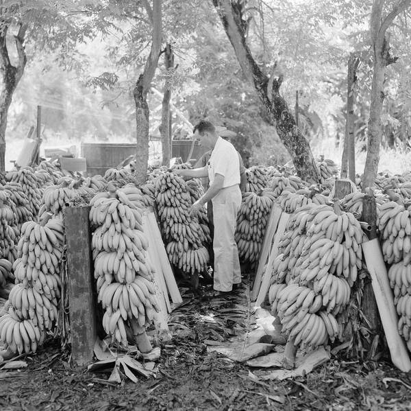Reframing History: Bananas