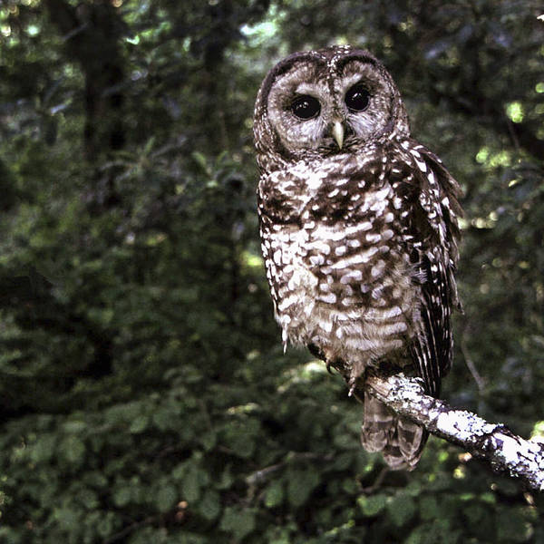 The Spotted Owl