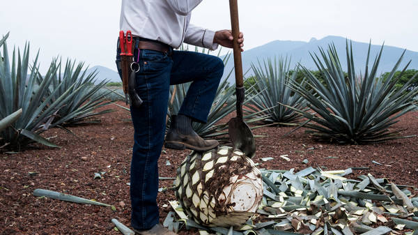 The Tequila Boom And Agave Bust