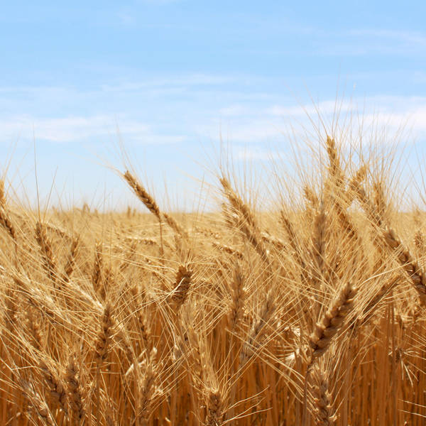 The Wheat Whisperer