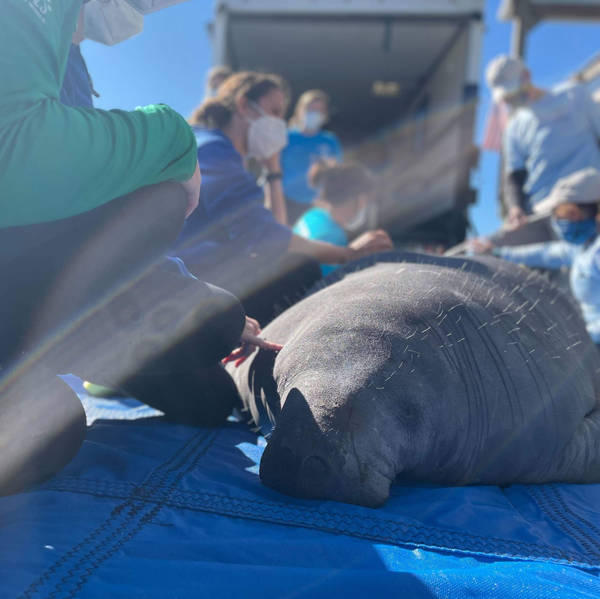 How manatees got into hot water