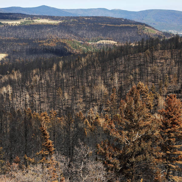 Prescribed Burns Started a Wildfire, But Experts Say They're A Crucial Tool