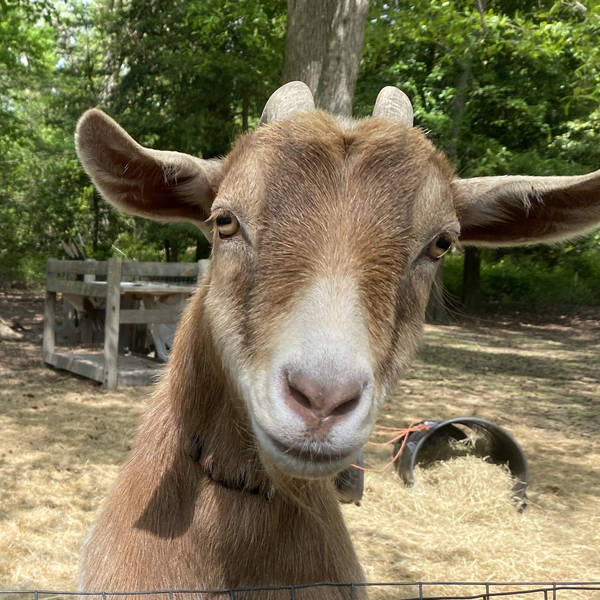 How to fight a squatting goat