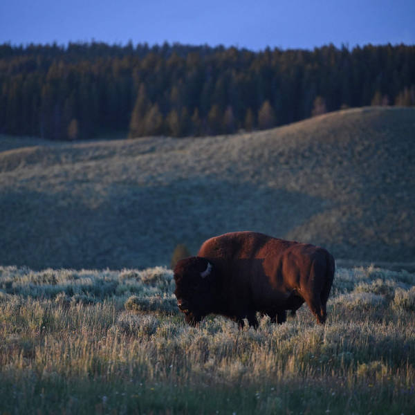 The echo of the bison