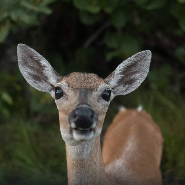 Climate Change is Making It Difficult to Protect Endangered Species