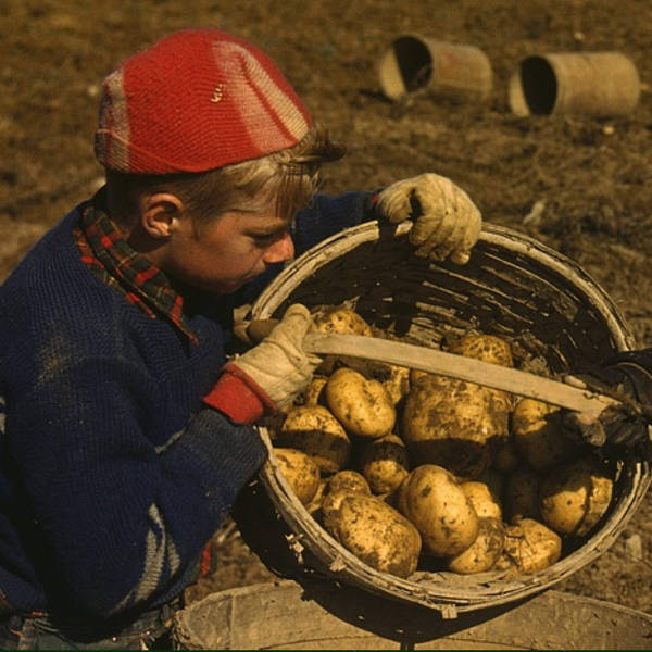 The Maine Potato War of 1976