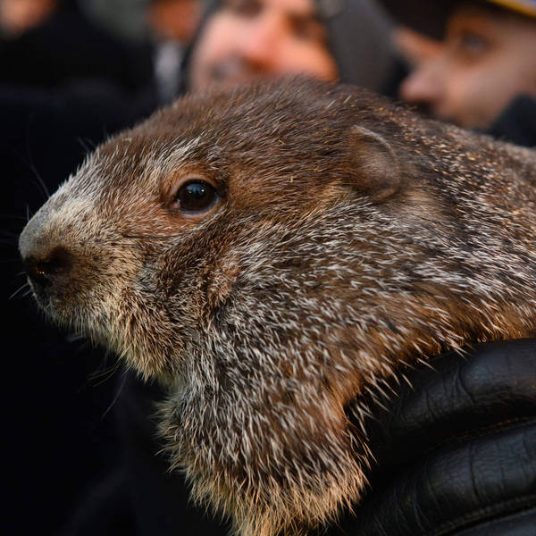 Groundhog Day 2024: Trademark, bankruptcy, and the dollar that failed