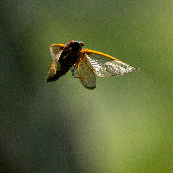 Scientific Method: The Cicadas Are Coming