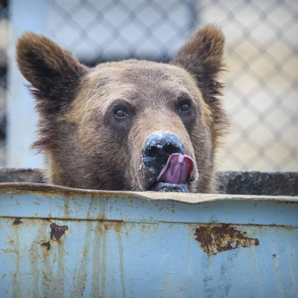 Investigating true crime in the animal kingdom