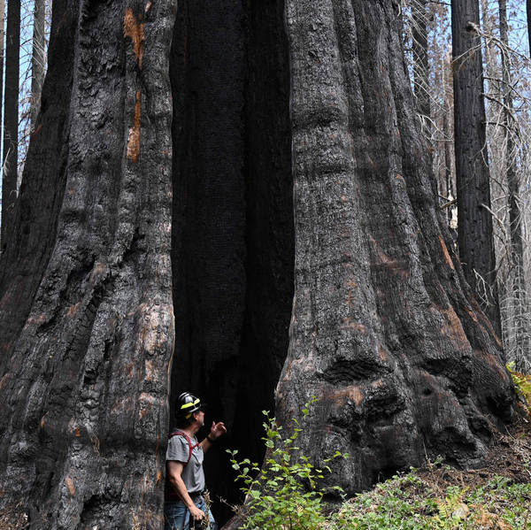 Wilderness in the Age of Climate Change