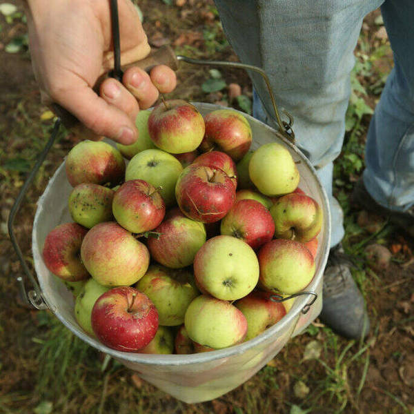 Sound Bites: The Fall Harvest