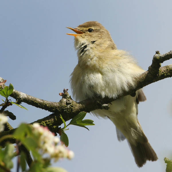 Sound Escape 171. Relax to the gorgeous melody of a willow warbler