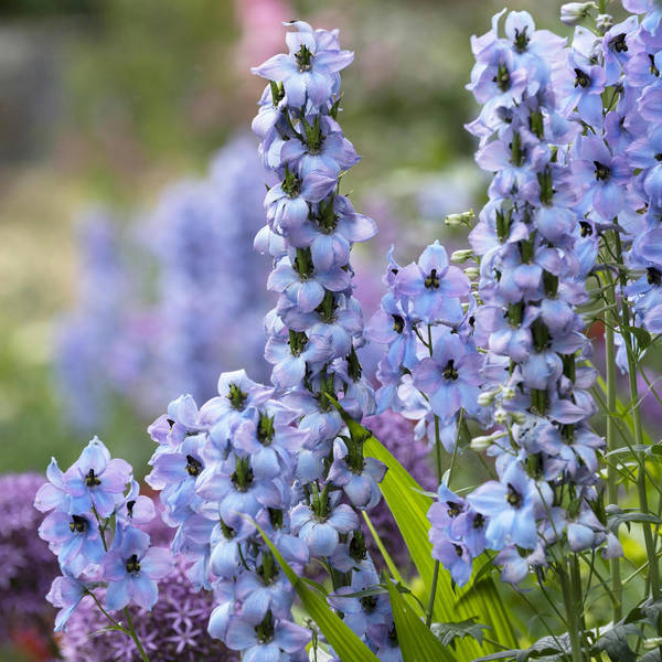 Early Summer at Wisley