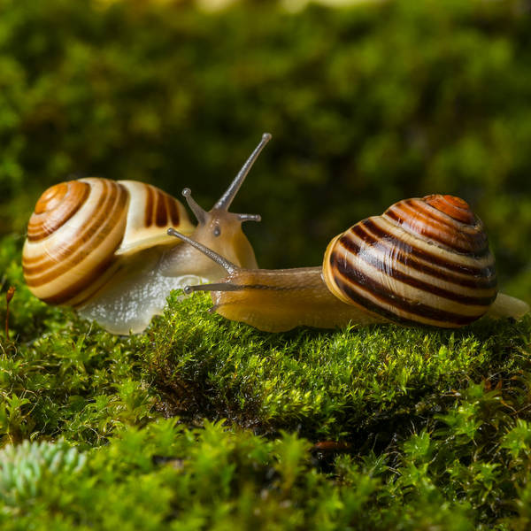 Critter camaraderie: Slugs, Snails, and Guerilla Gardening Tales